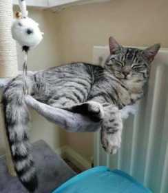 Lost Cat