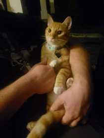 Lost Cat