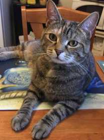 Lost Cat