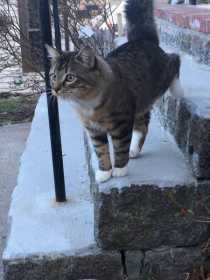 Lost Cat