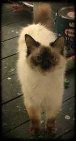 Lost Cat