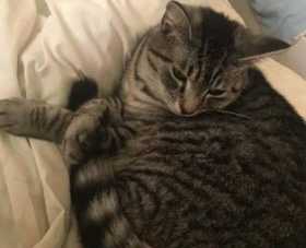Lost Cat