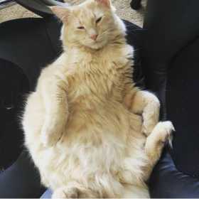Lost Cat