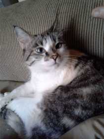 Lost Cat