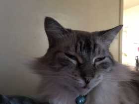 Lost Cat