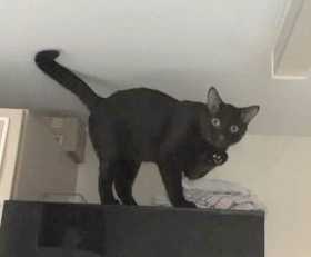 Lost Cat