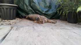 Lost Cat