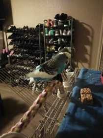 Lost Budgerigar