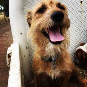 Lost Dog