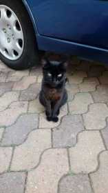 Lost Cat