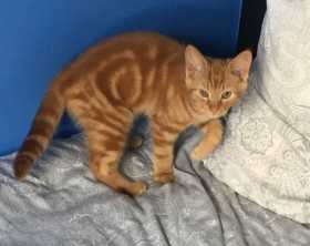 Lost Cat