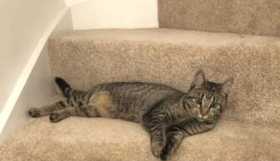 Lost Cat