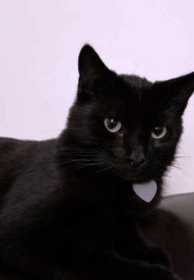 Lost Cat