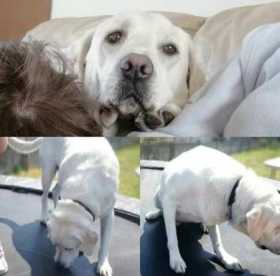 Lost Dog