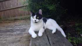 Lost Cat