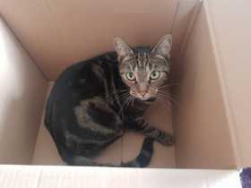 Lost Cat