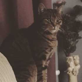 Lost Cat