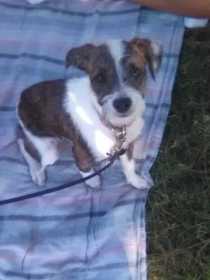 Lost Dog