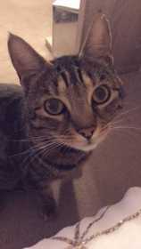 Lost Cat
