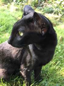 Lost Cat