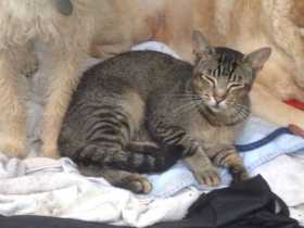Lost Cat
