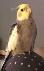 Lost Cockatiel