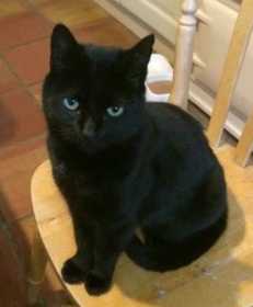 Lost Cat