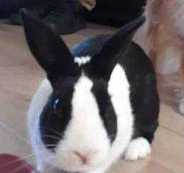 Lost Rabbit