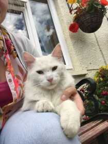Lost Cat
