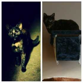 Lost Cat
