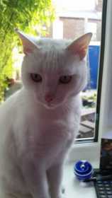 Lost Cat