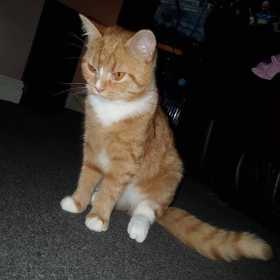 Lost Cat