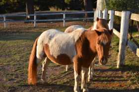 Lost Horse