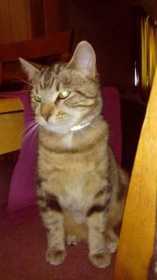 Lost Cat
