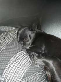 Lost Dog