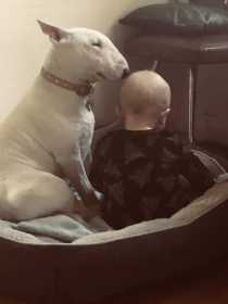 Lost Dog