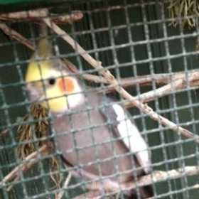 Lost Cockatiel