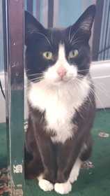 Lost Cat