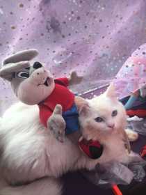 Lost Cat