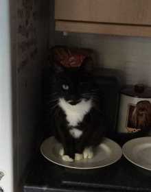 Lost Cat
