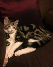 Lost Cat