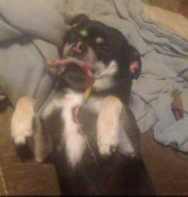 Lost Dog