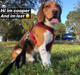 Lost Dog