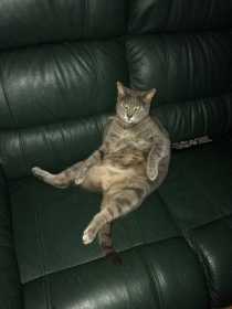 Lost Cat