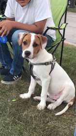 Lost Dog