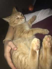 Lost Cat