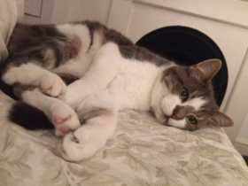 Lost Cat