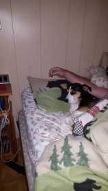 Lost Dog