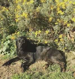 Lost Dog