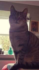 Lost Cat